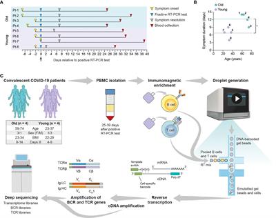 A Single-Cell Atlas of Lymphocyte Adaptive Immune Repertoires and Transcriptomes Reveals Age-Related Differences in Convalescent COVID-19 Patients